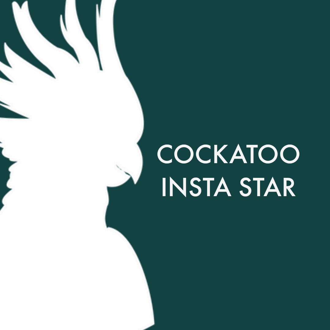 Cockatoo_Insta Star